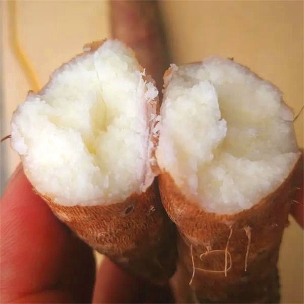 桃130园 河南焦作温县老崔有机种植三级铁棍山药5斤（家庭装）