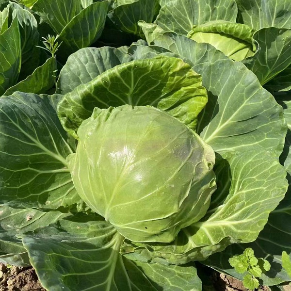 桃133园  洛阳守仁慈心生态包菜5斤