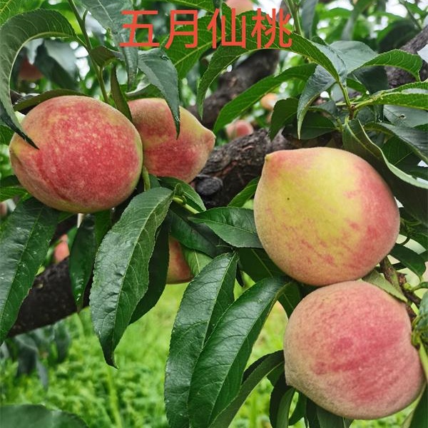 桃38园  云南昆明五月离核桃5斤
