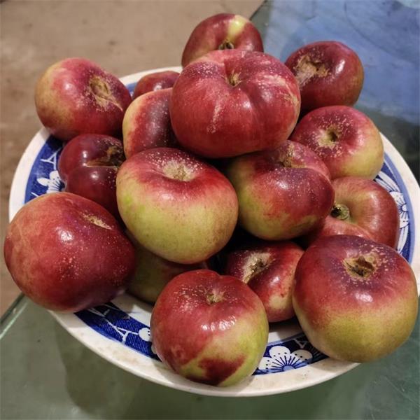 桃126园  秀珍蟠桃 4斤