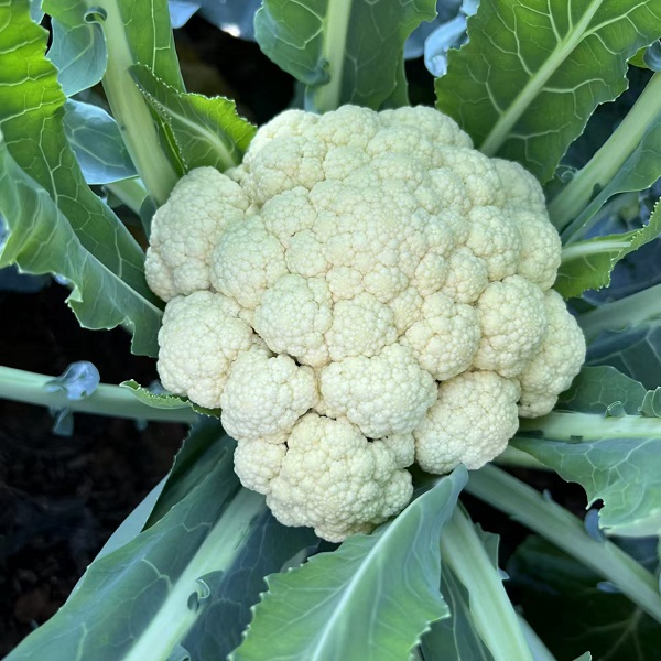 湖南乐永坊白花菜5斤（约5-6个）
