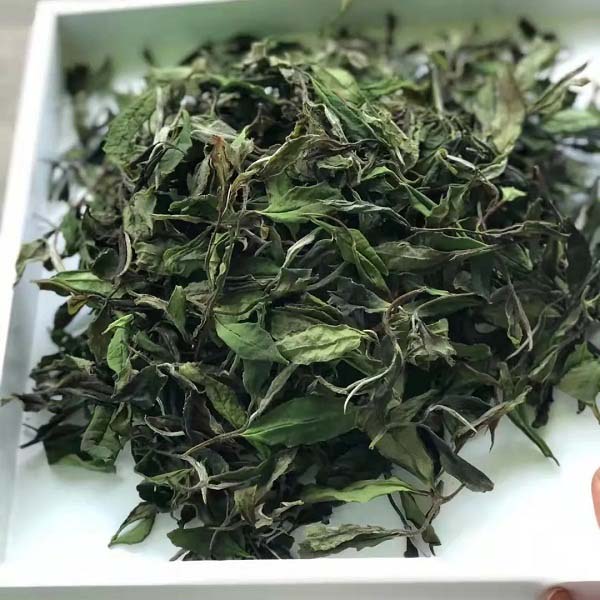 贵州镇远荒野白茶