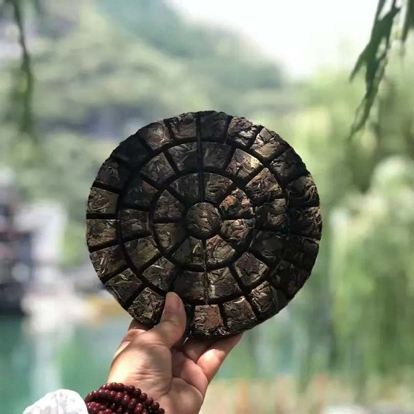 贵州镇远荒野贡眉饼