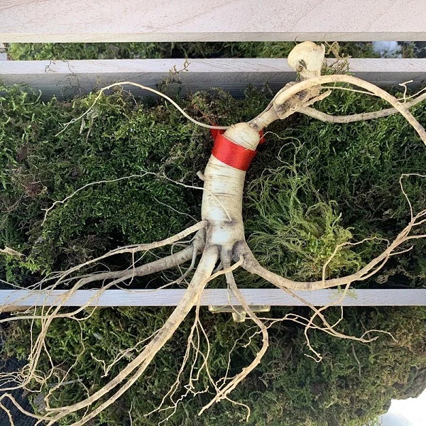 东北长白山15年林下参—20g/支鲜参