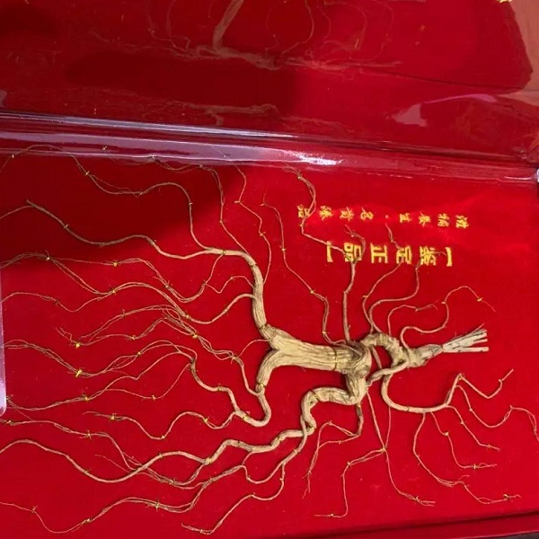 东北长白山15年林下参—40g/支鲜参