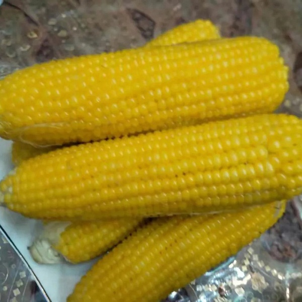 范玉伟 黑龙江老种糯玉米约7斤