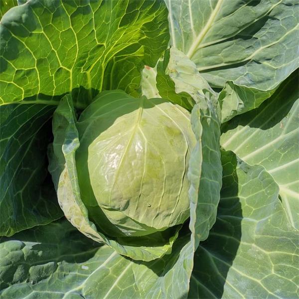 特价  桃63园 降军胜生态包菜（高丽菜）2颗约4斤