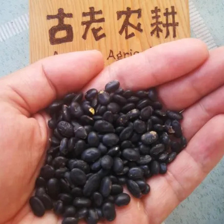 桃97园 河北邯郸白香菊生态黑豆5斤