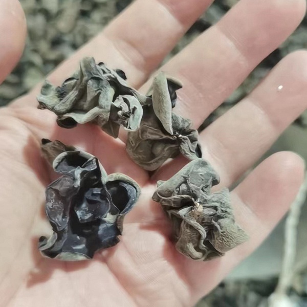 秦岭椴木黑木耳1斤